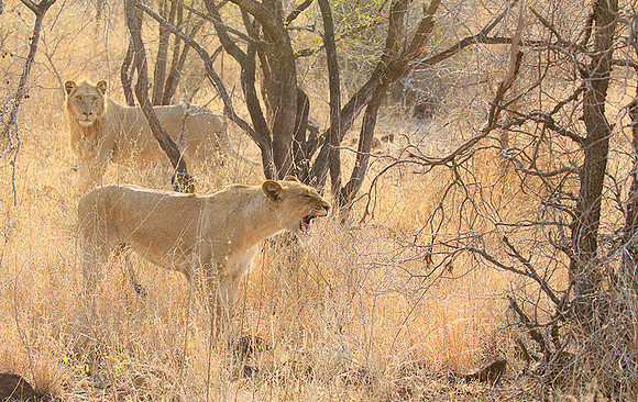 Singita Lebombo