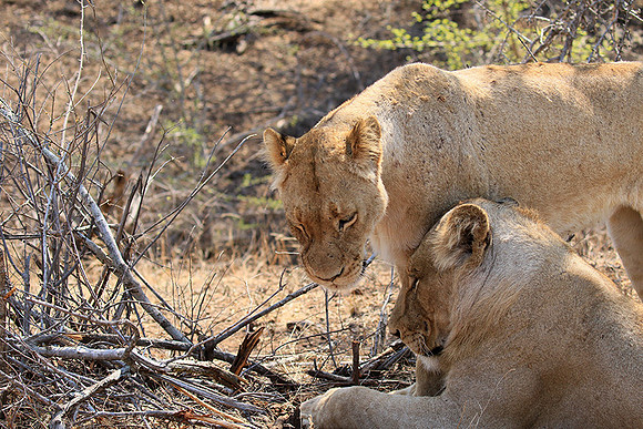 At Kruger NP