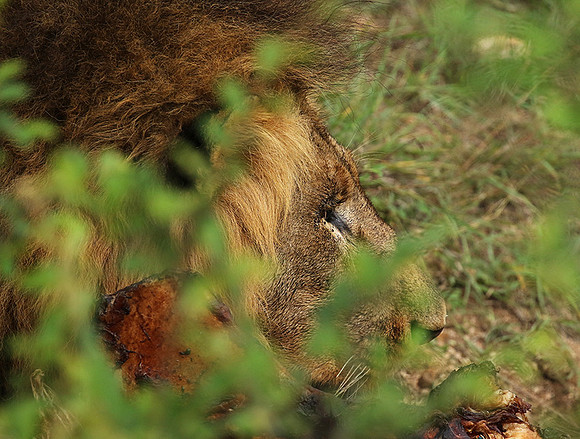 Lion Sands