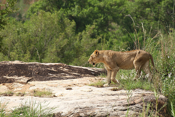 River pride at Mala Mala