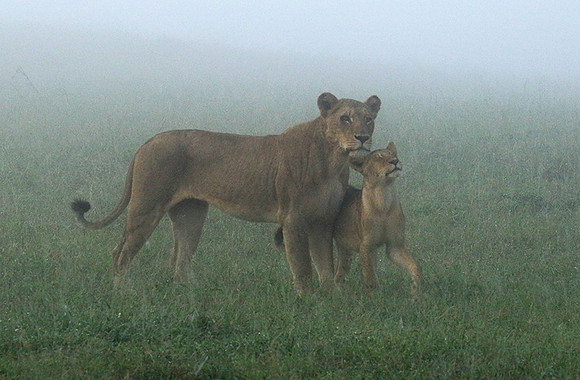 In the mist - At Londolozi