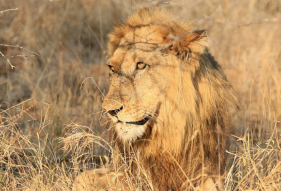 At Kruger NP