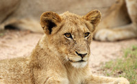 Sand River pride at Mala Mala