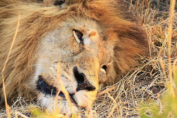 At Kruger NP