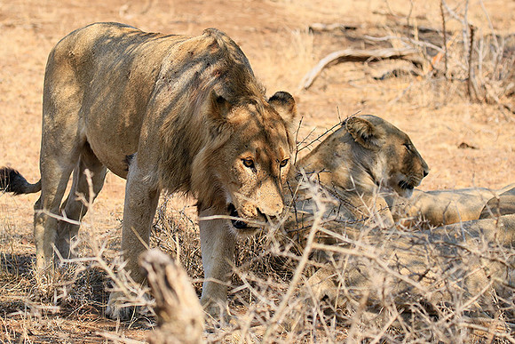 At Kruger NP