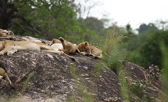 River pride at Mala Mala
