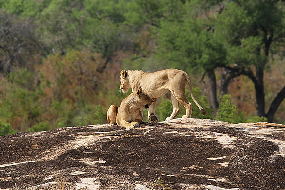River pride at Mala Mala