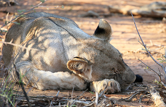At Madikwe