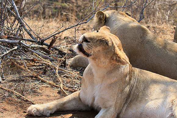 At Kruger NP