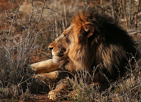 At Madikwe