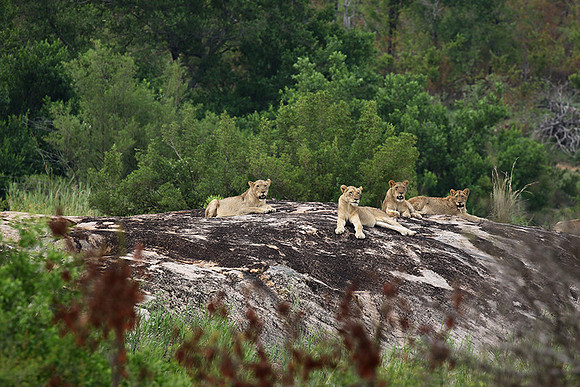 River pride at Mala Mala