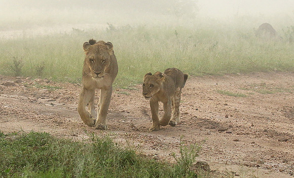 In the mist - At Londolozi