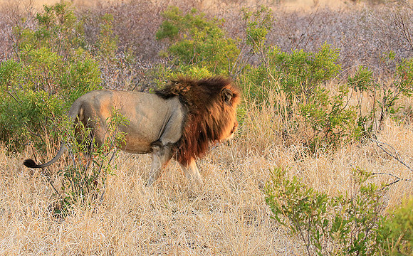 At Kruger NP