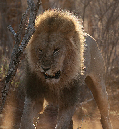At Madikwe