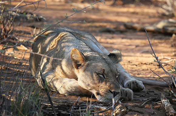 At Madikwe