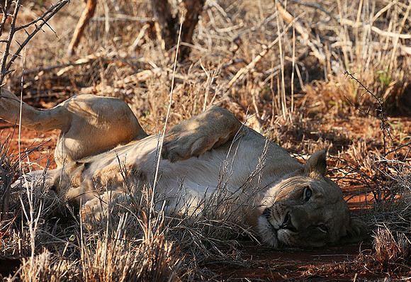 At Madikwe