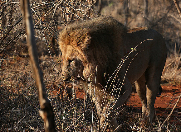 At Madikwe