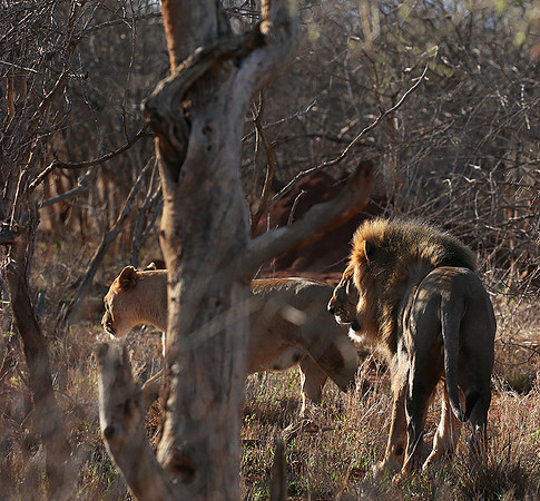 At Madikwe