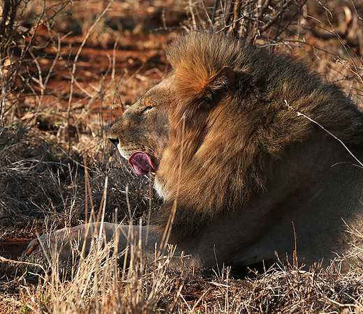 At Madikwe