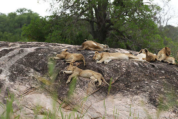 River pride at Mala Mala