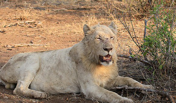 At Kruger NP