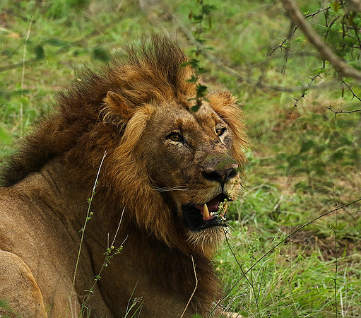 Lion Sands