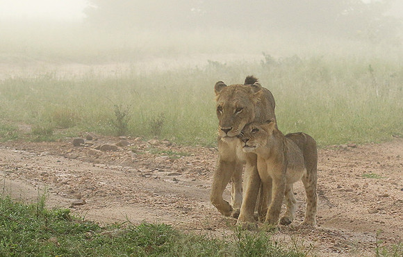 In the mist - At Londolozi