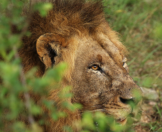 Lion Sands