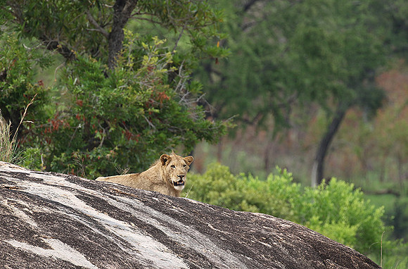 River pride at Mala Mala