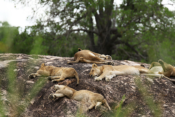 River pride at Mala Mala
