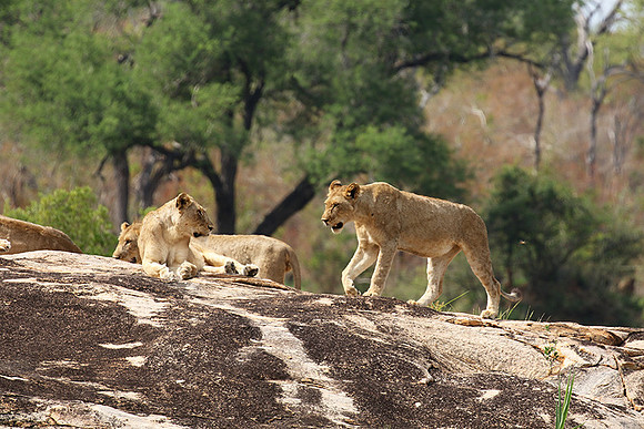 River pride at Mala Mala