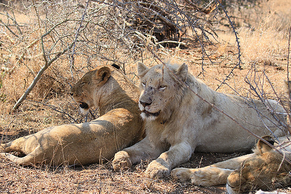 At Kruger NP
