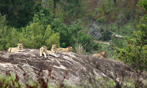 River pride at Mala Mala