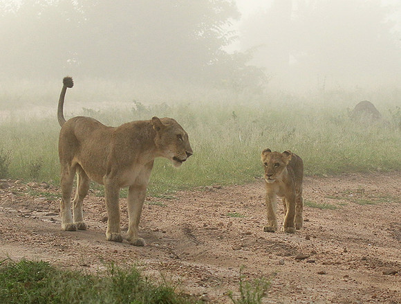 In the mist - At Londolozi