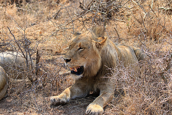 At Kruger NP