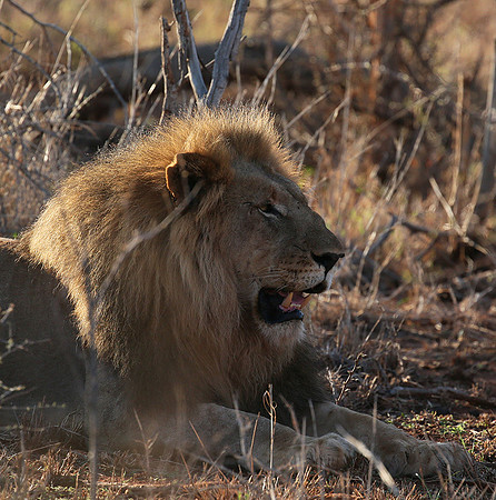 At Madikwe