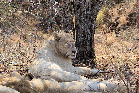At Kruger NP