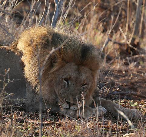 At Madikwe