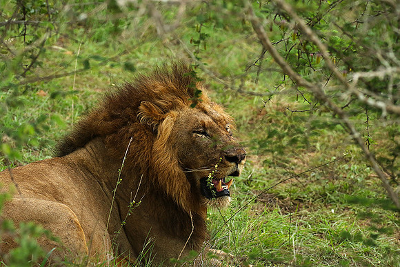 Lion Sands