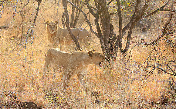 Singita Lebombo