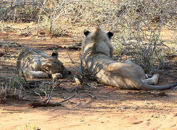 At Madikwe