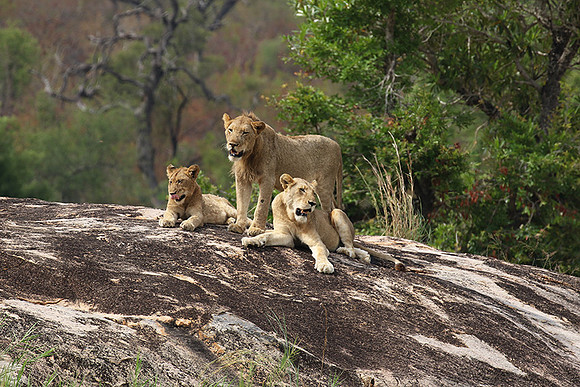 River pride at Mala Mala