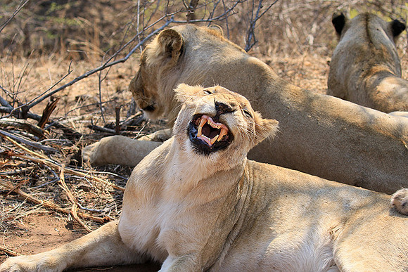 At Kruger NP