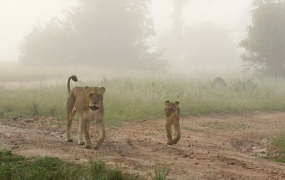 In the mist - At Londolozi