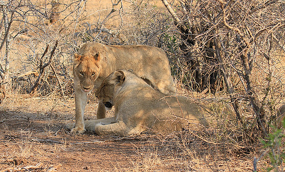 At Kruger NP