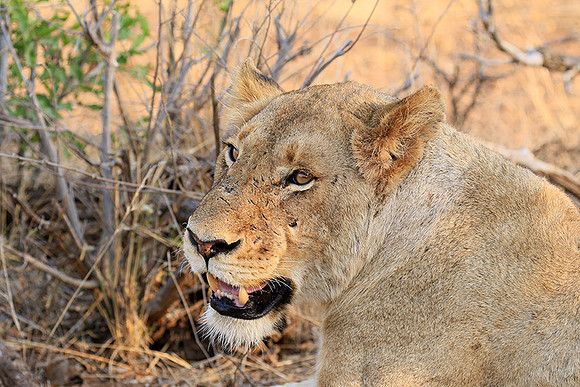 At Kruger NP