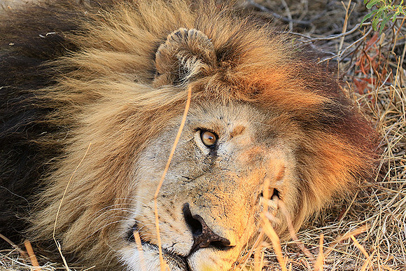 At Kruger NP