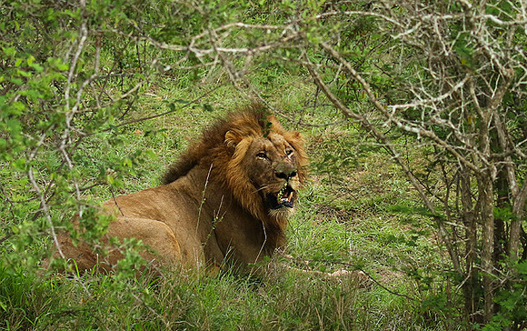 Lion Sands