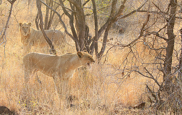 Singita Lebombo