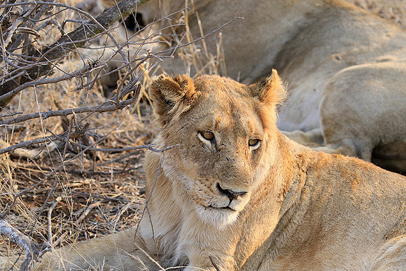 At Kruger NP